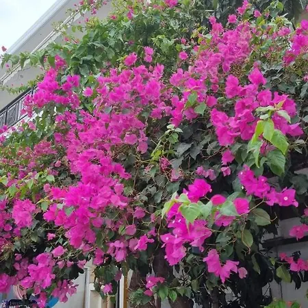 Kosinmyheart 11 & Studio10 Aparthotel Kos Town